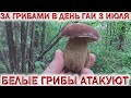 🍄БЕЛЫЕ ГРИБЫ И ЛИСИЧКИ В ДЕНЬ ГАИ.😱👉Ожог от Борщевика❗Встретил грибника в лесу❗Хочу за Грибами 2021