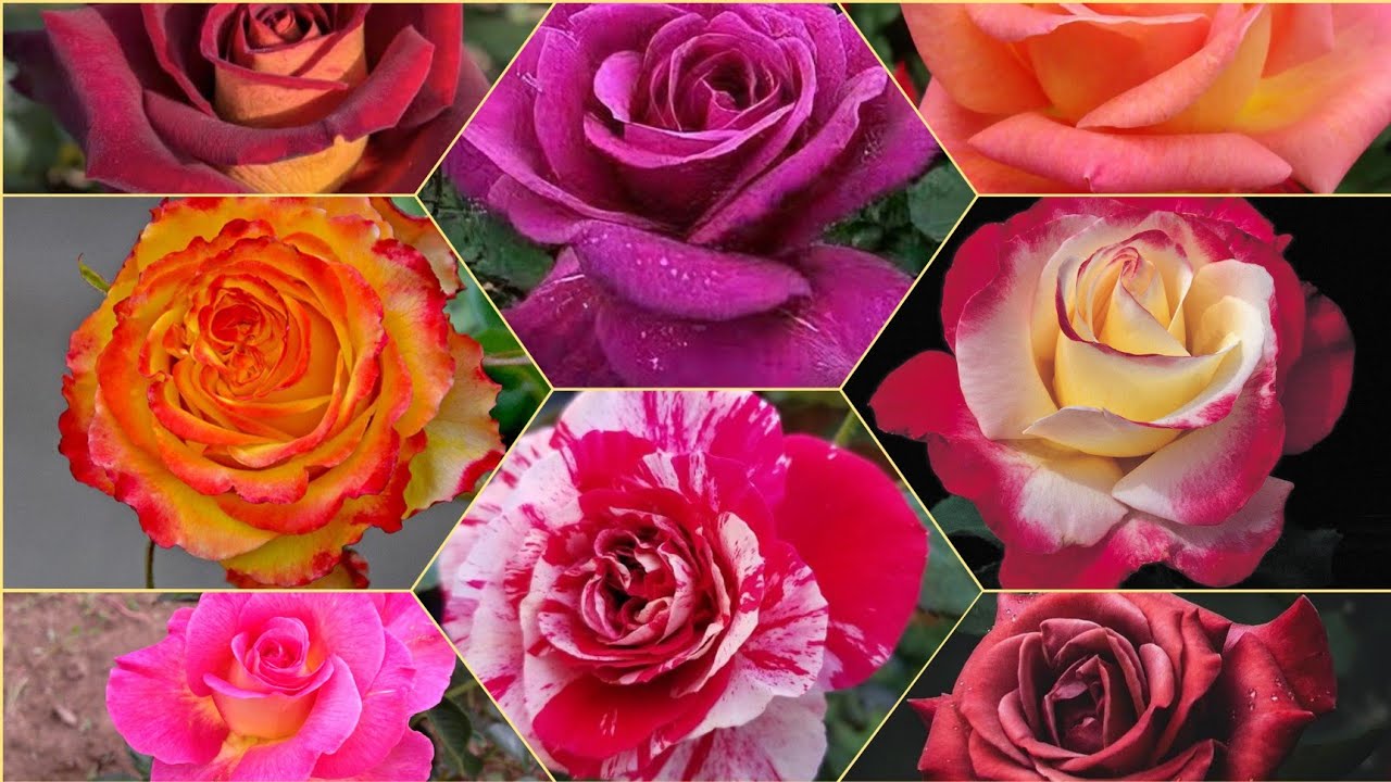 AMAZING 30 HYBRID TEA ROSES FOR NEW SEASON