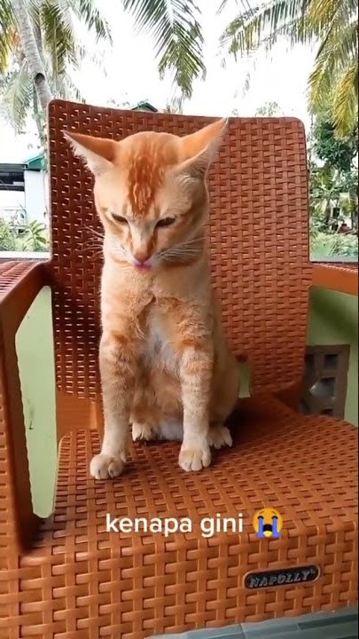 Katanya kalo dengar sound ini, mereka jadi teringat waktu jadi dewa/sesembahan di jaman mesir kuno..