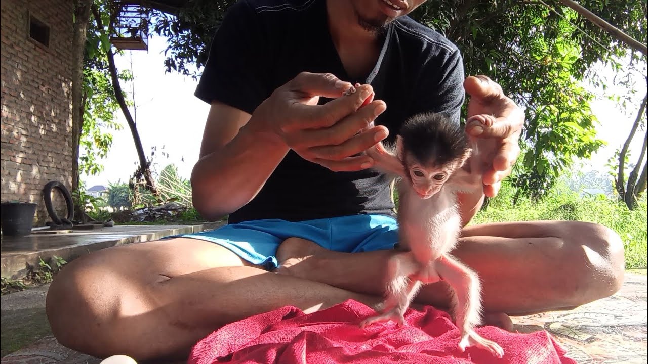 Makes you laugh! The cute baby monkey is getting chubby and adorable 😁🐒💖