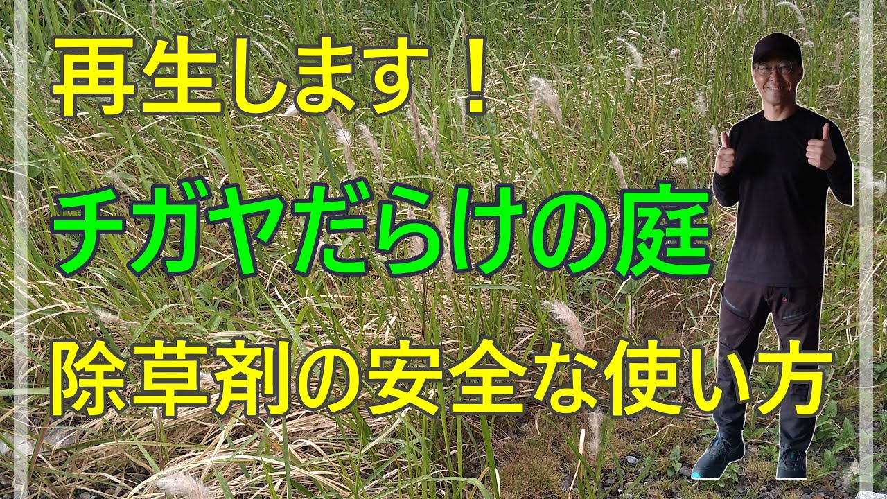[ガーデニング] 雑草に覆われた庭を救え！チガヤ除去と庭再生のステップ「プロガーデナーが挑む除草剤を使ったチガヤの根絶とお庭の再生」