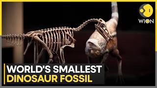 Researchers in Argentina Have Discovered One of the World’s Smallest Known Dinosaurs | WION