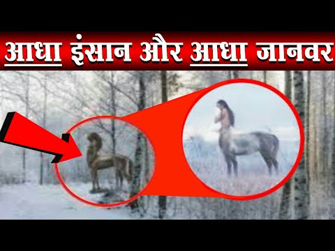 वीडियो: कौन सा जानवर आधा घोड़ा और आधा गधा है?