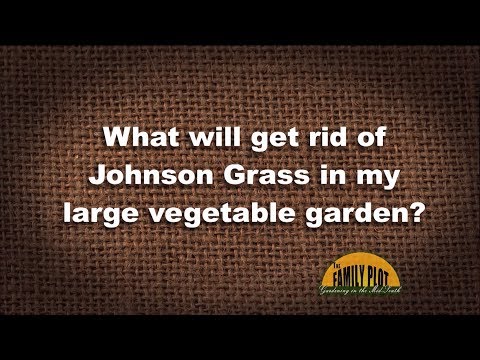 Video: Johnson Grass Control: Jak se zbavit Johnson Grass