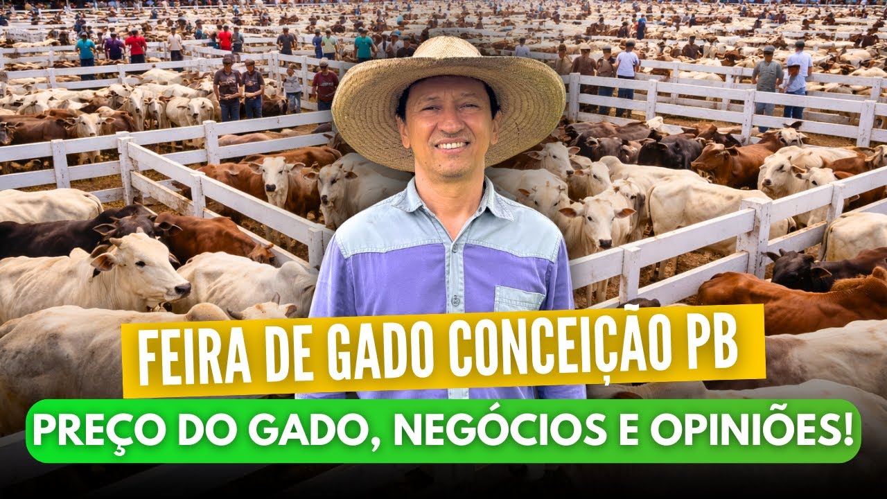 FEIRA DE GADO EM CONCEIÇÃO-PB: PREÇO DO GADO, NEGÓCIOS E OPINIÕES!