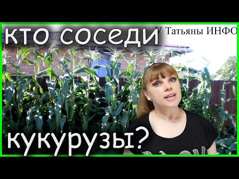 Хорошие и плохие компаньоны КУКУРУЗЫ! Что можно сажать рядом с кукурузой?!