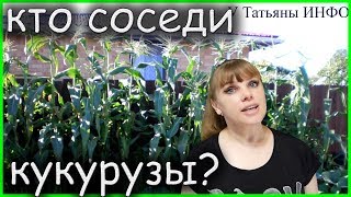 Хорошие и плохие компаньоны КУКУРУЗЫ! Что можно сажать рядом с кукурузой?!