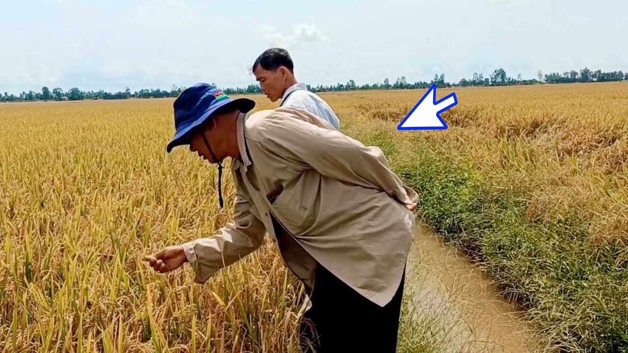 Cuộc tranh cãi dữ dội Cò lúa và Chủ ruộng vì 50 công ruộng; cảnh người dân bắt chuột ở miền Tây.