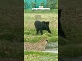 Black jaguar vs leopard  shorts animals wildlife