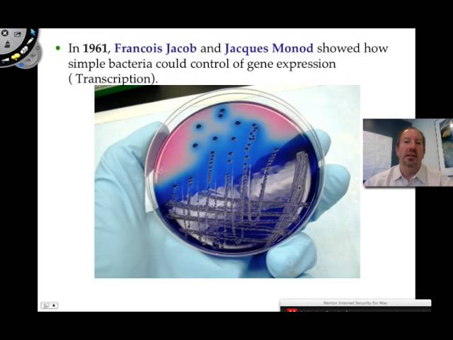 Gene Regulation