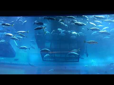 Dubai Mall Fish Aquarium