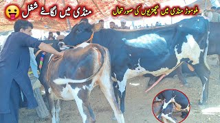 Malumor Mandi Jhang | Heifers Rates Update | Cow Bull Meeting | Animals Se.x | Pk Janwar 2023