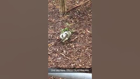 Snake eating bat in Australia