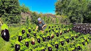 Mix Of Eggplant Harvest, Fruit Harvest and Beef Heart Recipe