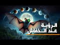 كيف يرى الخفاش الأشياء في الظلام 