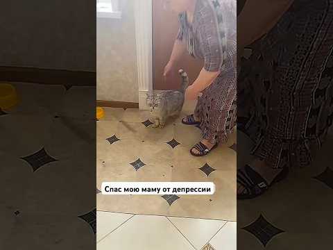 Кот спас мою маму.Барсику 15 лет #cat #cat #веселыекоты #животные #shortvideo #short #видосыоткота