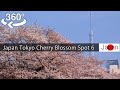 【360°video】Japan Tokyo Cherry Blossom Spot 6（sakura) 東京の桜名所6選　上野公園,千鳥ヶ淵,目黒川,呑川,神田川,隅田川【5K VR】