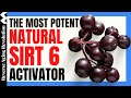 The most potent natural sirt6 activator  55fold increase   reverse aging revolution