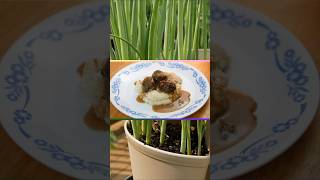 Scallion Mashed Potatoes
Get $10.00 off purchases of $75 or more, use my code, rainbowgardens, at checkout.
Link to GreenStalk website:
https://rstr.co/greenstalkgarden/rainbowgardens
When you visit their website, sign up for the newsletter so you will receive the latest deals! I receive a commission when you use my information to purchase through their website. Thank you so much for your support! ❤
My Vego Garden Link: https://glnk.io/vzw5/8kq
Get 5% off an elevated bed from Vego Garden! Use my code: RG5%
OR
Get $10 off any order from Vego Garden! Use my code: RG10off
Subscribe to my channel here: https://www.youtube.com/@RainbowGardens
When you subscribe, please make sure to click the bell to the right of the subscribe button to receive notifications for my channel.
Paid Promotion: Per You Tube policies, I am required to disclose my video as a paid promotion if anything in the video was given to me at no charge by a third party. GreenStalk provided me with the vertical gardens and accessories shown in my videos. I am recording video footage of the different herbs and vegetables I grow so you can see how easy it is!
I receive a commission when you use my information to purchase through their website. Thank you so much for your support!
Learn more about what I have grown in Greenstalks! My Green Stalk Video Playlist: https://www.youtube.com/watch?v=ksc9UvMBw-4&list=PLHqRalqOVeFyGsiLU-M2wgCAGu6cOn-K0
Please feel free to shop at my Amazon store for gardening, cooking, emergency preparedness, health & beauty, home and kitchen goods, and so much more!
https://www.amazon.com/shop/rainbowgardens
As an Amazon Associate I earn from qualifying purchases and thank you for your support!
I create all components of the video with the exception of the music. I do all of the gardening, research, videography, editing, lighting, audio, uploads, and recipe creation (unless otherwise noted).
I use the Square Foot Garden method:
Square Foot Garden Book:
https://amzn.to/3FzhJwh
It is your responsibility to evaluate the accuracy, timeliness, completeness, or usefulness of the content, instructions and advice contained in my videos. I am not liable for any loss or damage caused by your reliance on anything contained in my videos. Some of the links provided are a result of my participation in the Amazon Services LLC Associates Program and the GreenStalk Associate Program, affiliate marketing programs designed to provide a means for me to earn fees by linking to Amazon.com and Greenstalk.com. Scallion Mashed Potatoes
