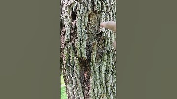 Thumbnail of Ash Tree heal itself from Ash Borer Attack June 2, 2025 #trees