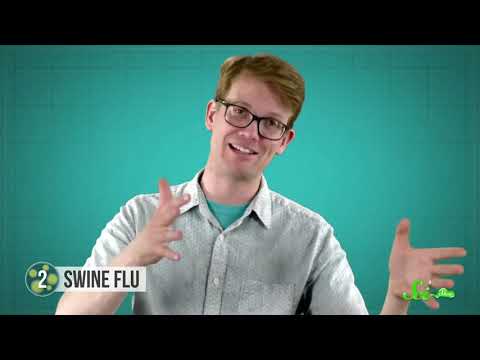 zoonosis---from-pigs-to-humans