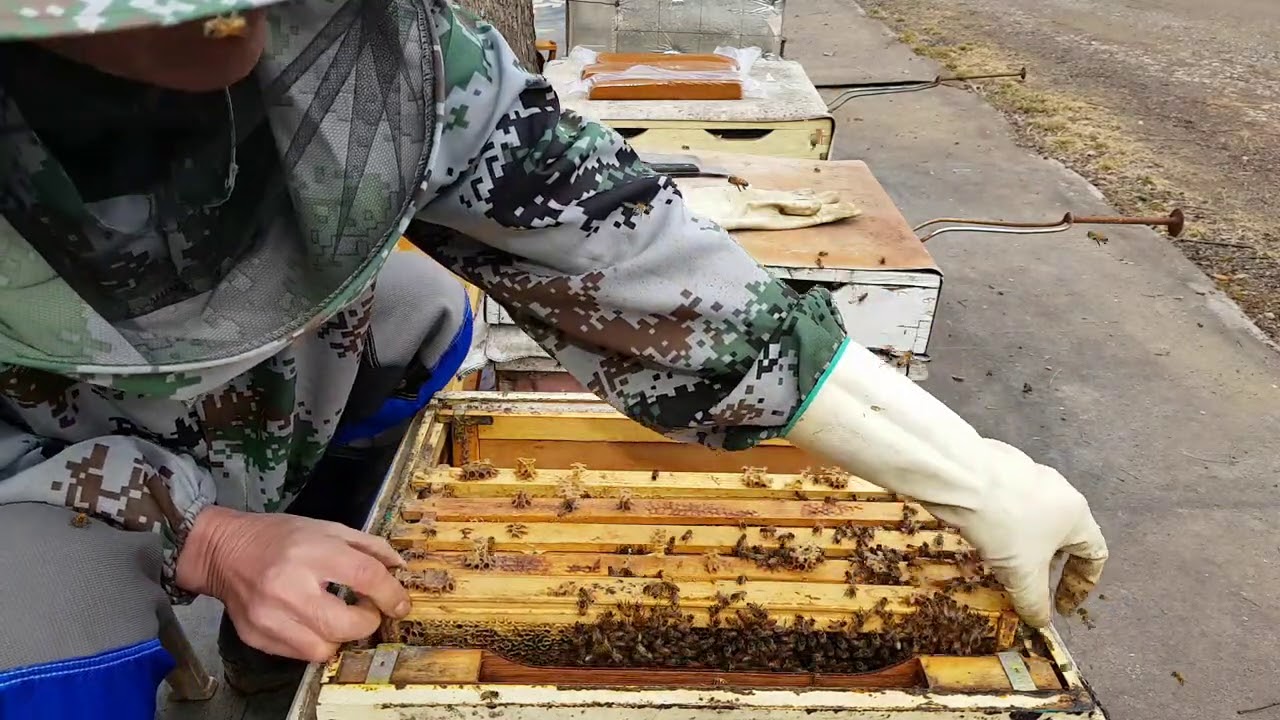 입춘 벌깨우기  할때 알아야할것 몇가지 21-2-5일