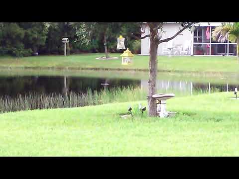 Aligator kills turtle