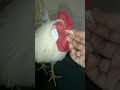 aseel murga song par Lalu ke کوتاه خنده دار جوجه mp3