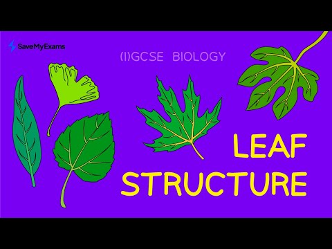 Leaf Structure |