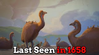 The Largest Bird To Ever Exist  The Elephant Bird