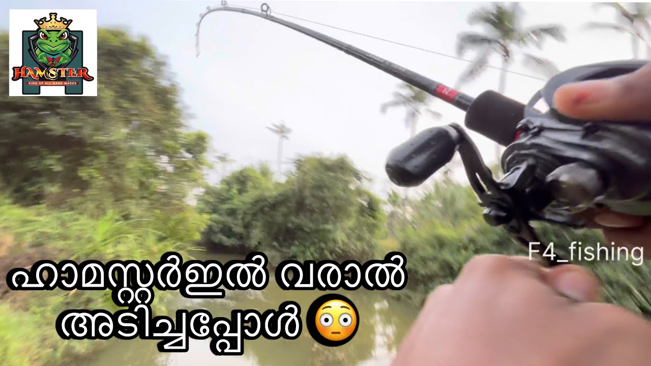 ഹാമസ്റ്ററിൽ big size വരാൽ അടിച്ചപ്പോൾ 😳😳😳😳