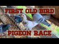 First old bird pigeon race for me and the pigeons