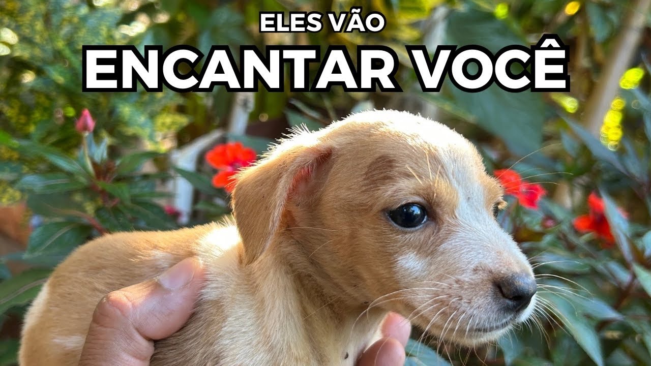 MAIS DO QUE UM FILHOTINHO | Eles vão encantar você. 