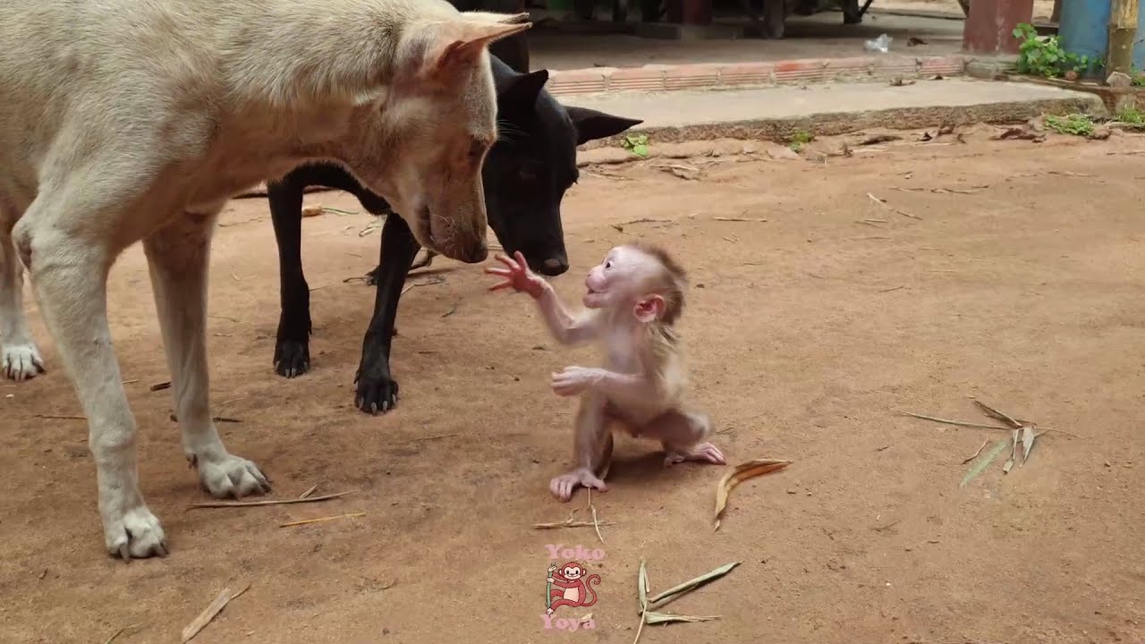 Wow Cute tiny baby monkey Yoko the best relationship to mom's dog