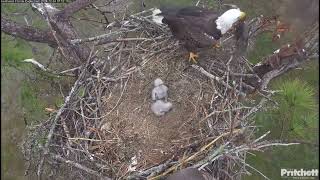M15 removes catfish from nest, hooray! (Southwest Florida Eagle Cam, 12/24/24).