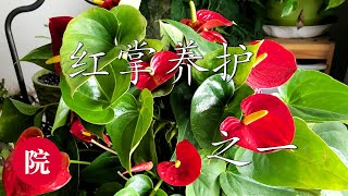 【彬彬有院】花•067红掌的家庭养护之一