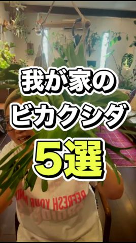 我が家のビカクシダ5選　＃ビカクシダ#インテリアグリーン #観葉植物 #観葉植物初心者 #観葉植物のある暮らし #コウモリラン