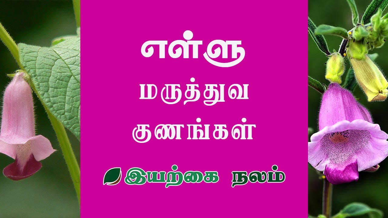 Ellu Benefits in Tamil Sesame Seeds in Tamil Ellu Benefits in Tamil