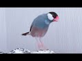 人間が近付くだけでテンションが上がる文鳥 あずき Java sparrow