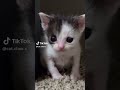 Meow😹 #funnycat