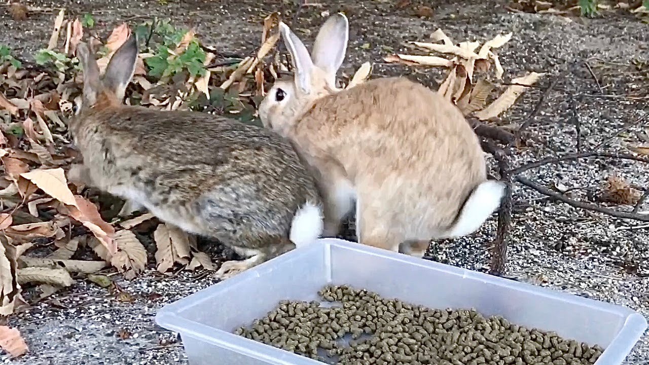 Damn Rabbits Rabbit: “Damn, he got away!” - YouTube