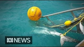 Sharks killed after attacks in north Queensland