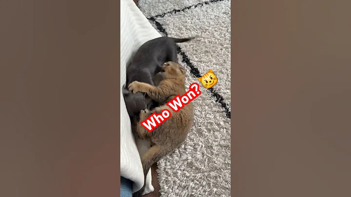 Video 9251801: british shorthair chinchilla kittens, british golden chinchilla shorthair, furry, cute cat