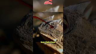 Gözlerinden Kan Fışkırtan Kertenkele