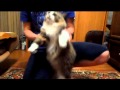 Наша кошка ТАНЦУЕТ Наша кошка ТАНЦУЕТ