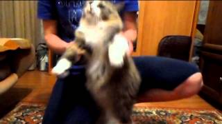 Наша Кошка Танцует