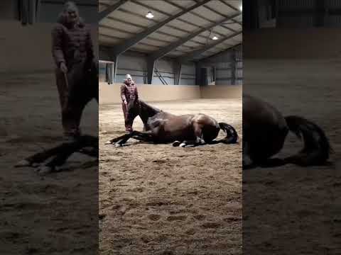 This horse's reaction is insane #shorts #viral