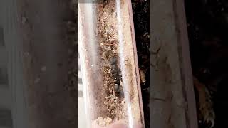 Gyne Ectomomyrmex Astutus Ponérine