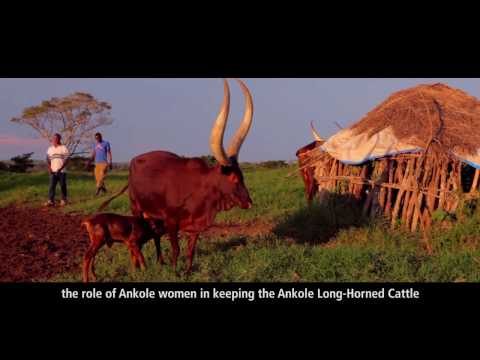 Ankole: The Cow With The Long Horns