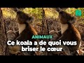 En australie ces images dun koala pleurant la mort de sa compagne ont de quoi vous briser le cur